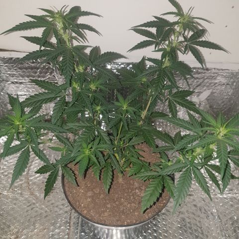 Purple kush 2 2024 growlog timeline photo