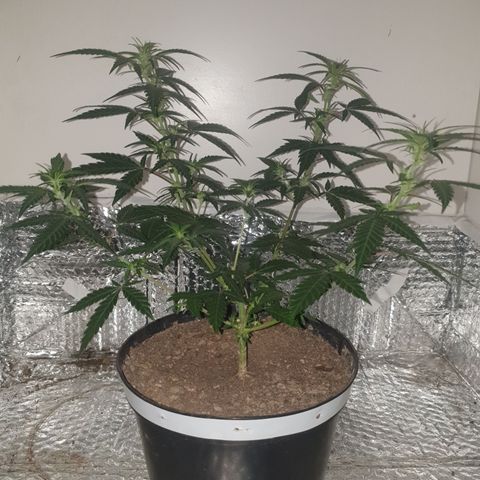 Purple kush 2 2024 growlog timeline photo