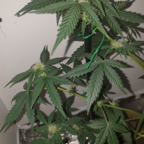 Amnesia 1 2024 growlog timeline photo