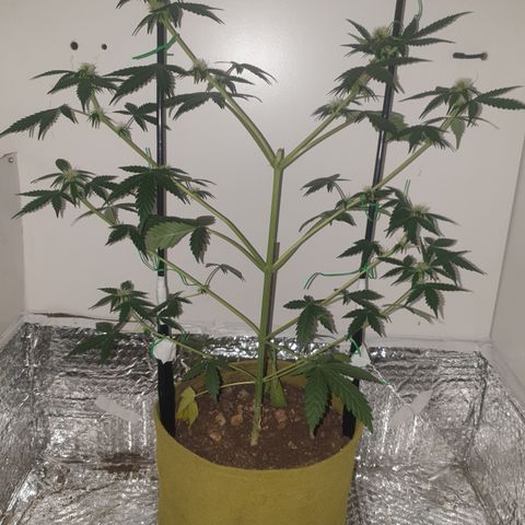 Amnesia 1 2024 growlog timeline photo