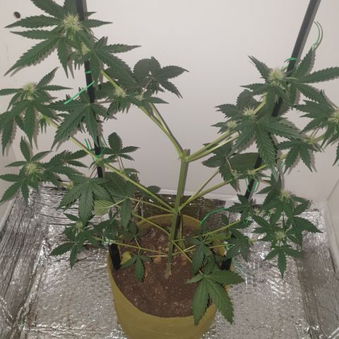 Amnesia 1 2024 growlog timeline photo