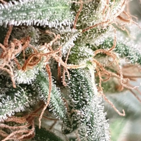 Purple kush 1 2024 growlog timeline photo