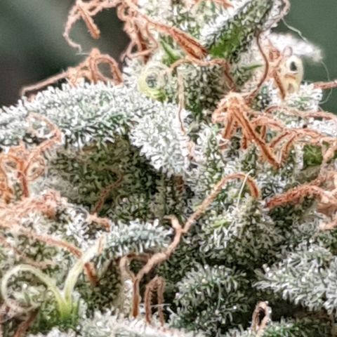 Purple kush 1 2024 growlog timeline photo