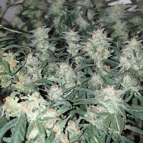 Purple kush 1 2024 growlog timeline photo