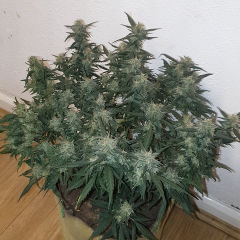 Purple kush 1 2024 growlog timeline photo