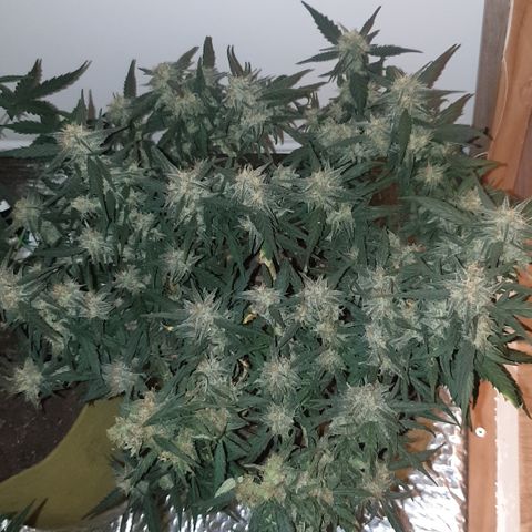 Purple kush 1 2024 growlog timeline photo