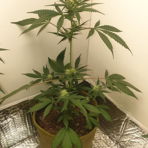 OG Cheese 2 2024 growlog timeline photo