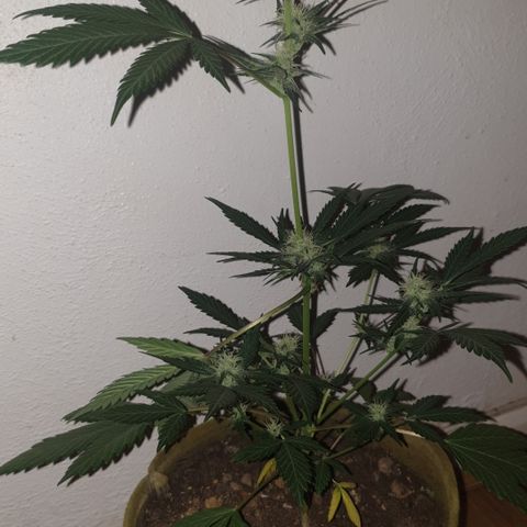 OG Cheese 2 2024 growlog timeline photo