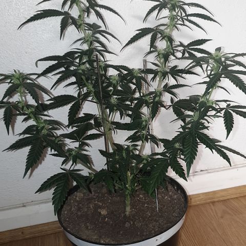 Purple kush 2 2024 growlog timeline photo