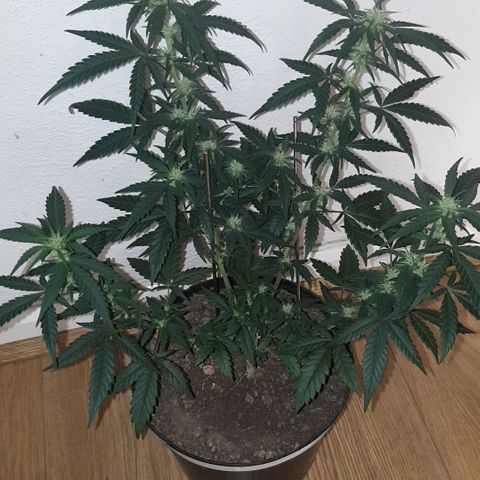 Purple kush 2 2024 growlog timeline photo