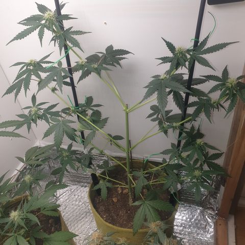 Amnesia 1 2024 growlog timeline photo