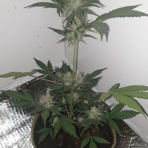 OG Cheese 2 2024 growlog timeline photo
