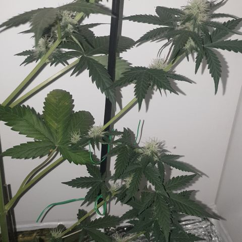 Amnesia 1 2024 growlog timeline photo