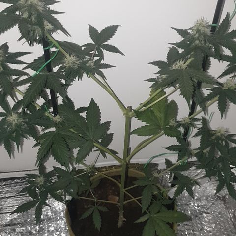 Amnesia 1 2024 growlog timeline photo