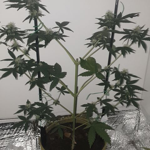 Amnesia 1 2024 growlog timeline photo