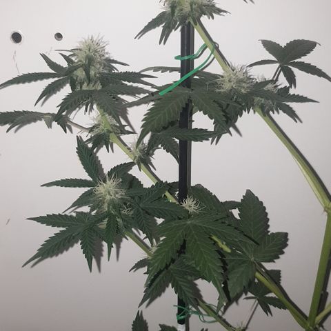 Amnesia 1 2024 growlog timeline photo