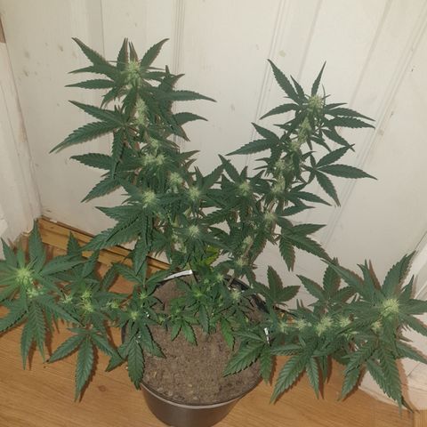 Purple kush 2 2024 growlog timeline photo
