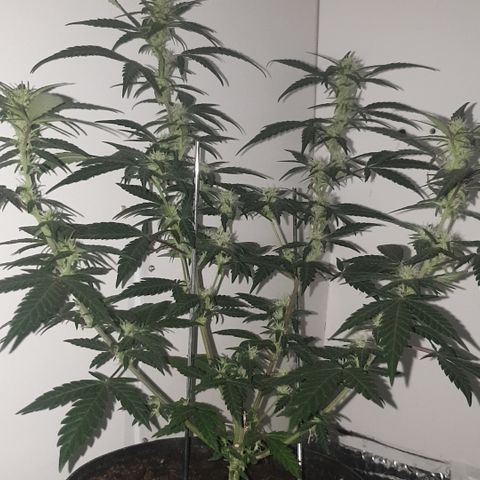 Purple kush 2 2024 growlog timeline photo