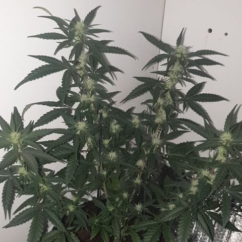 Purple kush 2 2024 growlog timeline photo