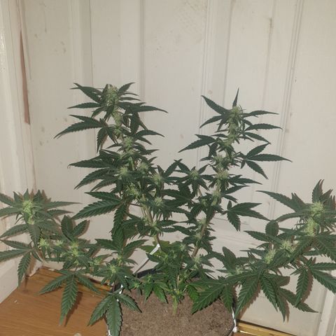 Purple kush 2 2024 growlog timeline photo