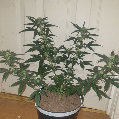 Purple kush 2 2024 growlog timeline photo
