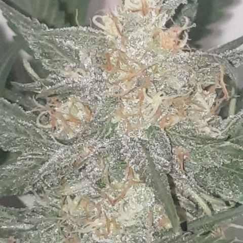 OG Cheese 2 2024 growlog timeline photo