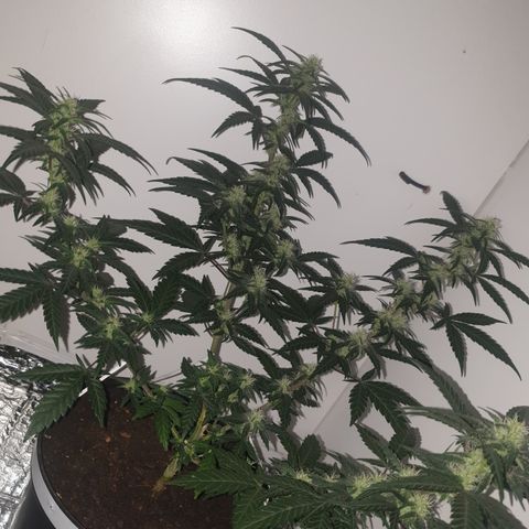 Purple kush 2 2024 growlog timeline photo