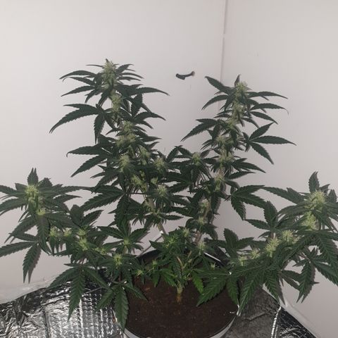 Purple kush 2 2024 growlog timeline photo