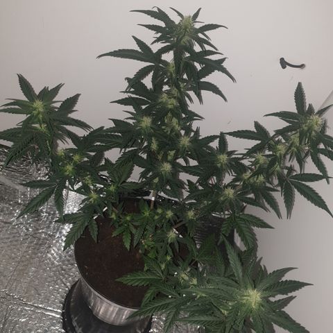 Purple kush 2 2024 growlog timeline photo
