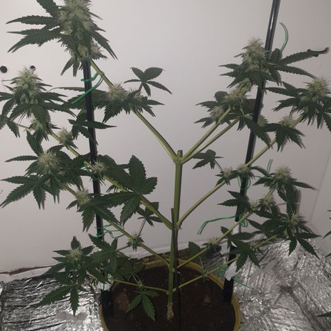 Amnesia 1 2024 growlog timeline photo