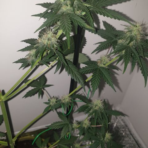Amnesia 1 2024 growlog timeline photo