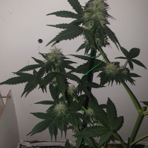 Amnesia 1 2024 growlog timeline photo