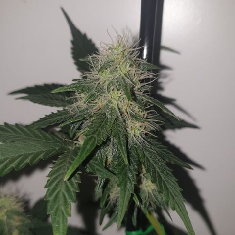 Amnesia 1 2024 growlog timeline photo