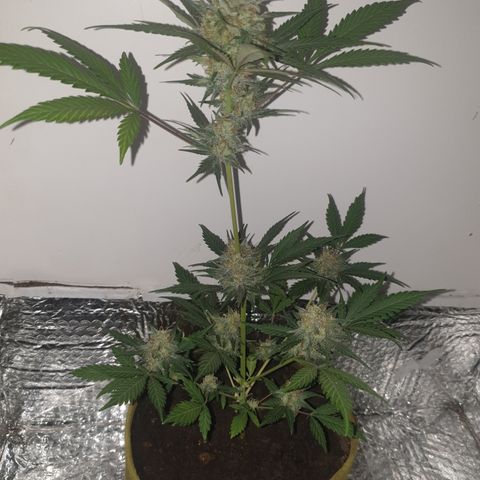 OG Cheese 2 2024 growlog timeline photo