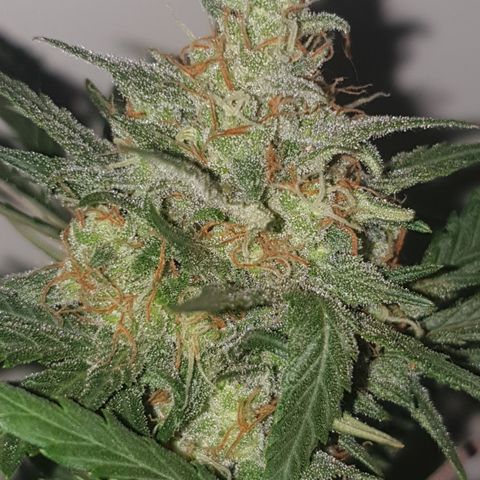 OG Cheese 2 2024 growlog timeline photo