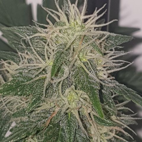 Amnesia 1 2024 growlog timeline photo