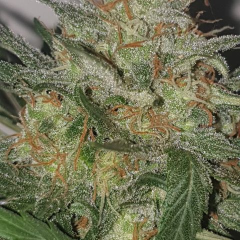 OG Cheese 2 2024 growlog timeline photo