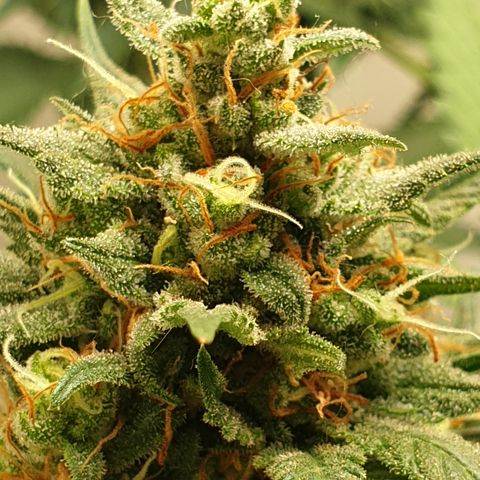 OG Cheese 2 2024 growlog timeline photo