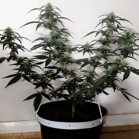 Purple kush 2 2024 growlog timeline photo