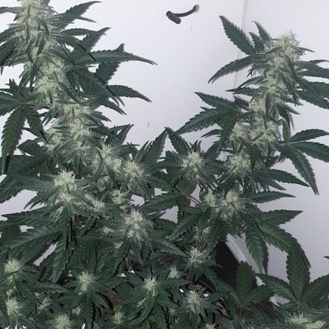 Purple kush 2 2024 growlog timeline photo