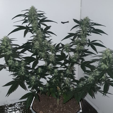 Purple kush 2 2024 growlog timeline photo