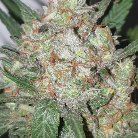 OG Cheese 2 2024 growlog timeline photo