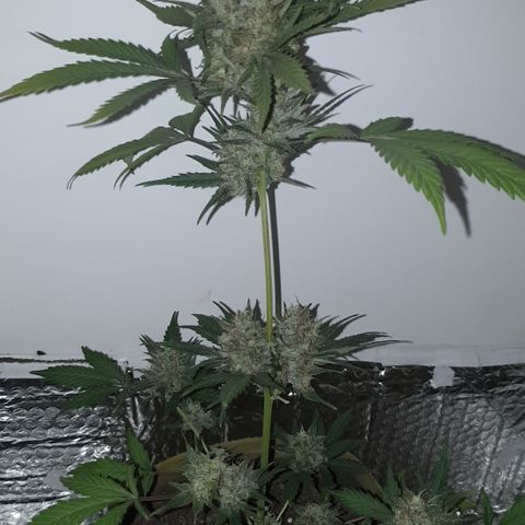 OG Cheese 2 2024 growlog timeline photo