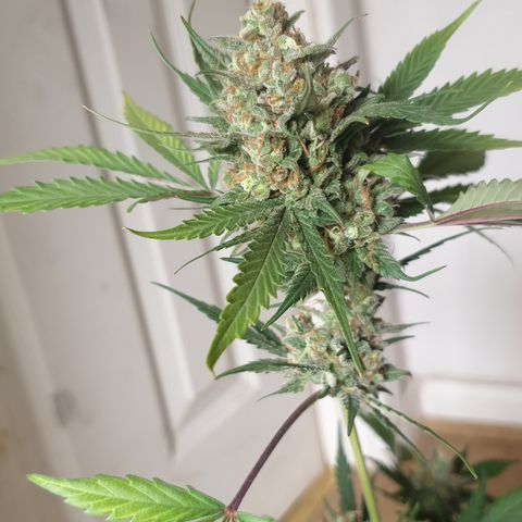 OG Cheese 2 2024 growlog timeline photo