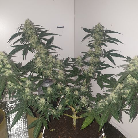 Purple kush 2 2024 growlog timeline photo