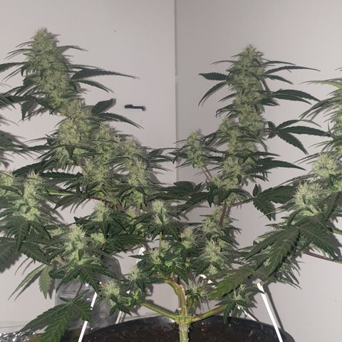 Purple kush 2 2024 growlog timeline photo
