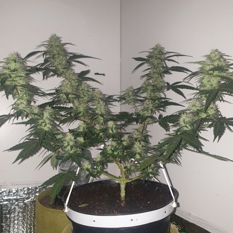 Purple kush 2 2024 growlog timeline photo