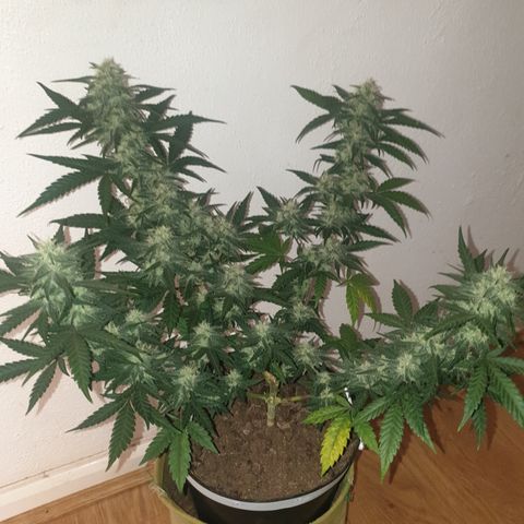 Purple kush 2 2024 growlog timeline photo