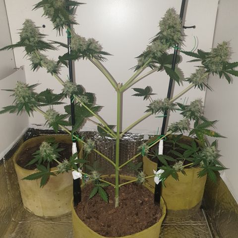 Amnesia 1 2024 growlog timeline photo