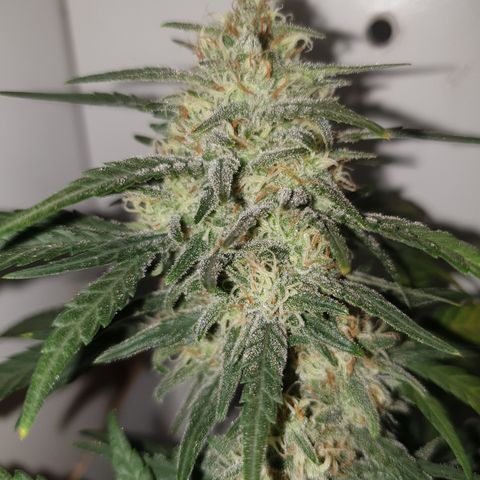 Purple kush 2 2024 growlog timeline photo